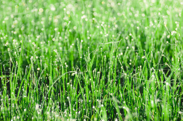 Dew on the grass with spiderweb. Beautiful natural spring blurred background. Morning in the grass.
