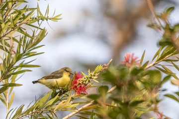 Bird perched on a branch