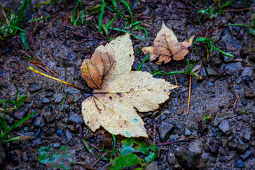 wet autumn leafs