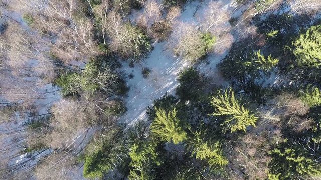 Aerial shot of winter wild nature. Flying over tree tops in mixed forest with conifers and birches
