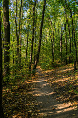 pathway in autumn forest 