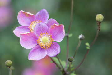 Anenome flower