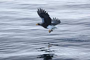 Riesenseeadler beim Fischfang
