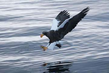 Riesenseeadler beim Fischfang
