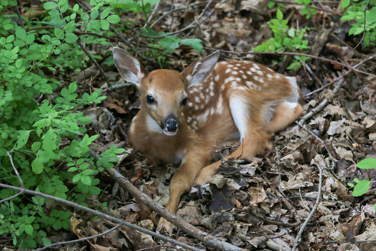 Fawn Resting © Angelo