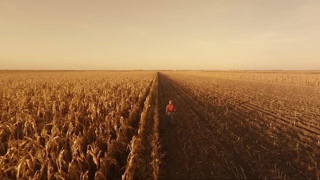 Aerial view of senior farmer walking in corn field and examining crop before harvesting.