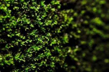 macro shot of moss