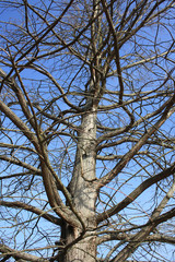 Baumkrone der Eiche ohne Blätter in Frühling