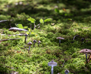 Pilze auf Moos
