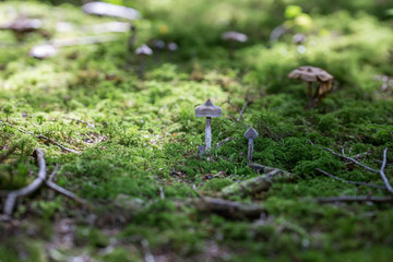 Pilze auf Moos