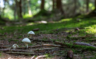 Pilze auf Moos