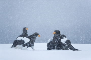 Riesenseeadler im Schneetreiben