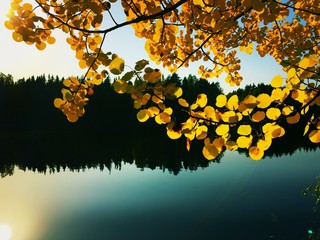 Autumn lake with trees
