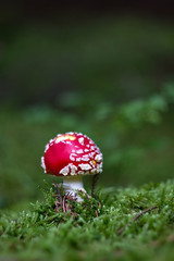 Red mushroom