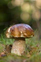 Eat delicious sponge boletus reticulatus