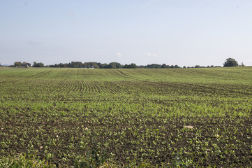 Sk&aring;ne landscape in autumn