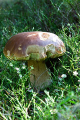 Eat delicious sponge boletus reticulatus