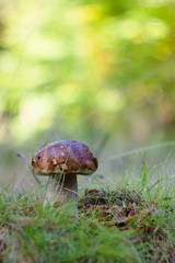 Eat delicious sponge boletus reticulatus