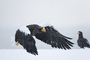 Riesenseeadler fliegt im Schneetreiben