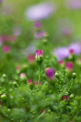 Purple Autumn Flower Aster dumosus