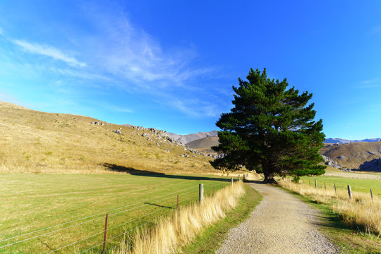 Beautiful Castle Hill in the morning , between Darfield and Arthur's Pass , South Island of New Zealand