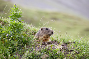 Naklejka na ściany i meble Wild Marmot in Swiss Alps and Nature Landscape during a hiking day in Summer in Engadin