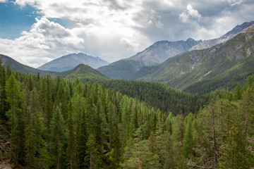 Forest panorama during a hiking day in Summer in Engadin, Switzerland