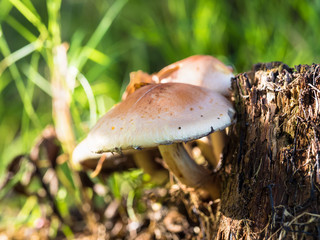 group of forest mushrooms, early honey  agaric on a Sunny day