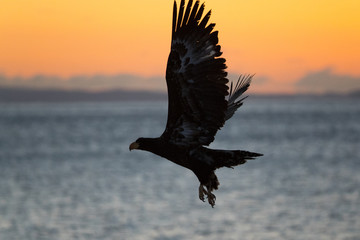 Riesenseeadler bei Sonnenaufgang
