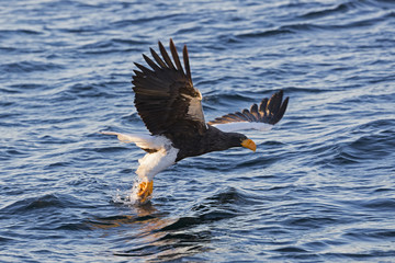 Riesenseeadler beim Fischfang
