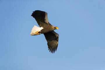 Riesenseeadler im Flug
