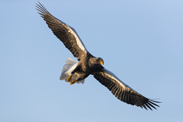 Riesenseeadler im Flug