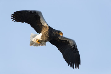 Riesenseeadler im Flug