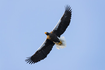 Riesenseeadler im Flug