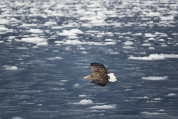 Riesenseeadler fliegt �_ber das Treibeis