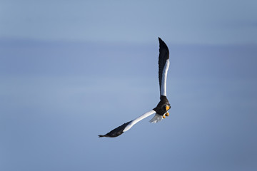 Riesenseeadler im Flug
