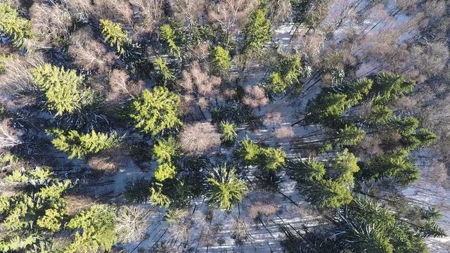 Aerial view of winter nature. Flying over the tops of green spruce trees and birches