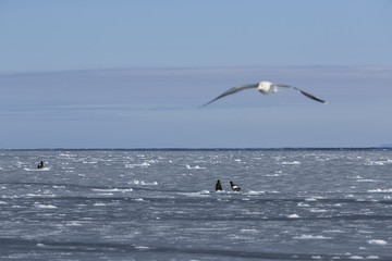 Fototapeta na wymiar Riesenseeadler sitzen auf dem Eis