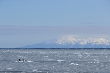Riesenseeadler sitzen auf dem Eis