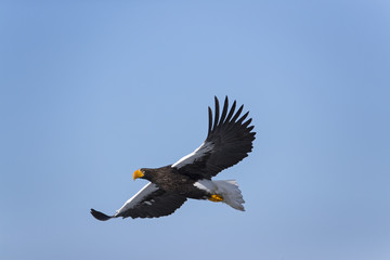 Riesenseeadler im Flug