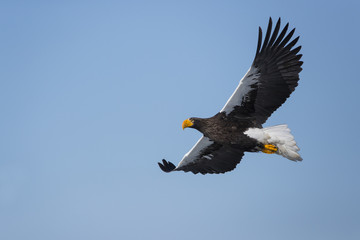 Riesenseeadler im Flug
