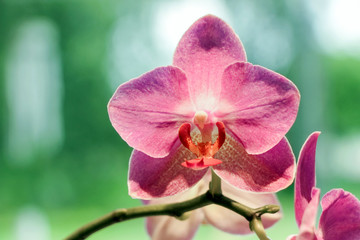close up of red orchid flower with green background