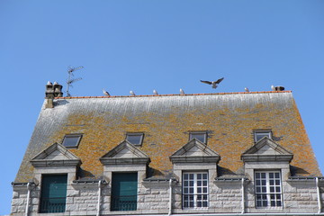 Mouettes en ligne sur une maison de la Trinité-sur-Mer