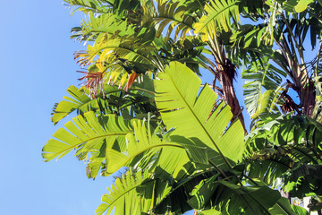 green banana leaves on branch with blue sky 