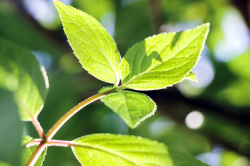 bird shape shadow on green leaf in sunshine at spring 