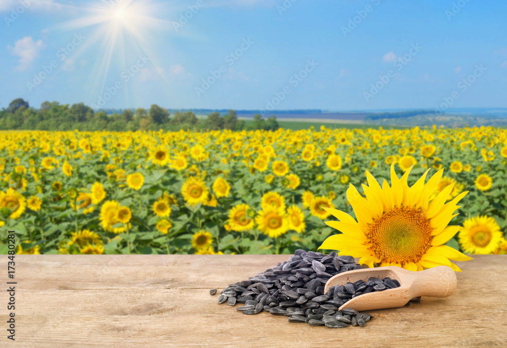 Wall mural heap of sunflower seeds