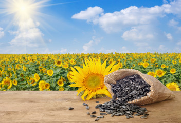 sunflower seeds on table and field