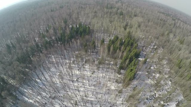 Aerial panorama of winter mixed forest with evergreen coniferous trees and bare birches
