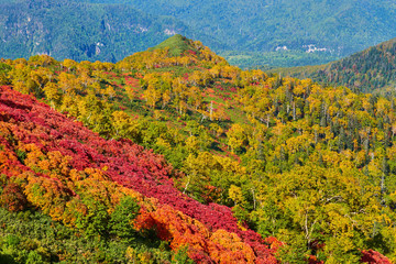 銀泉台 赤岳登山道から見る紅葉
