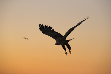 Riesenseeadler fliegt im Sonnenaufgang
